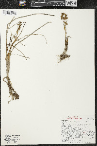 Scheuchzeria palustris image