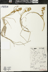 Scheuchzeria palustris image