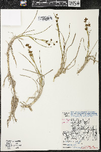 Scheuchzeria palustris image