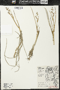 Scheuchzeria palustris image