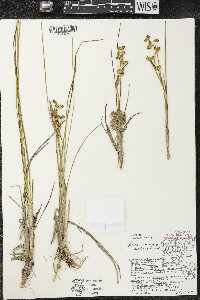 Scheuchzeria palustris image