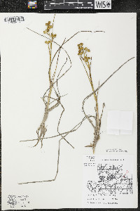 Scheuchzeria palustris image