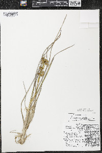 Scheuchzeria palustris image