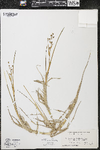 Scheuchzeria palustris image