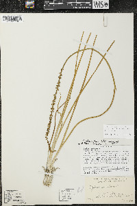 Triglochin maritima image