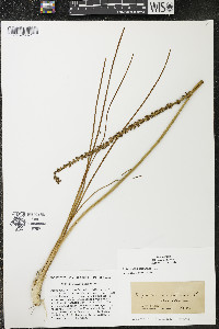 Triglochin maritima image