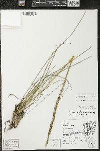 Triglochin maritima image