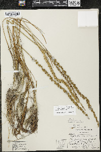 Triglochin maritima image