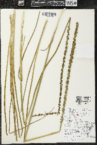 Triglochin maritima image