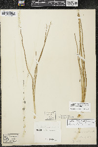 Triglochin maritima image