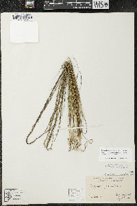 Triglochin palustris image