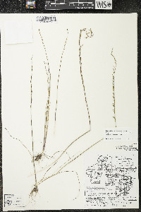 Triglochin palustris image