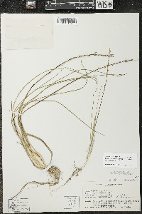 Triglochin palustris image