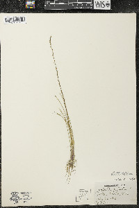 Triglochin palustris image