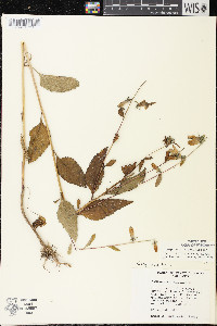 Campanula rapunculoides image