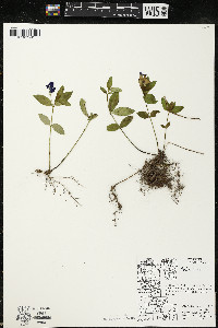 Vinca minor image