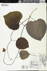 Aristolochia macrophylla image