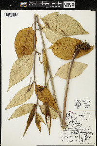 Asclepias exaltata image