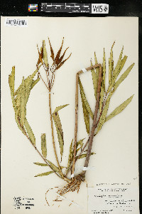 Asclepias incarnata subsp. incarnata image