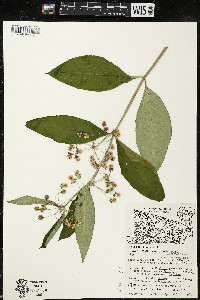 Asclepias exaltata image