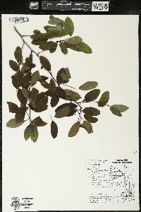 Ilex mucronata image