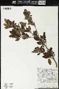 Ilex mucronata image