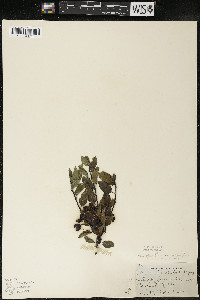 Ilex mucronata image