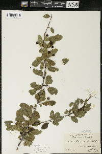 Ilex mucronata image