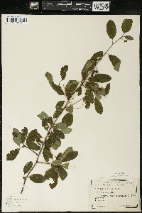 Ilex mucronata image