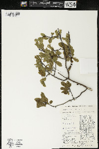 Ilex mucronata image