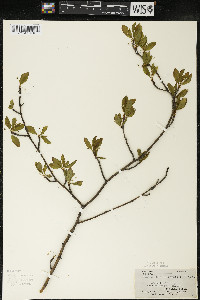 Ilex mucronata image