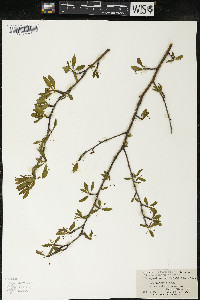 Ilex mucronata image