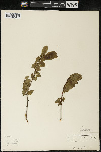 Ilex mucronata image