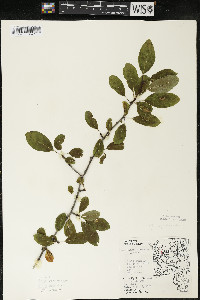 Ilex mucronata image