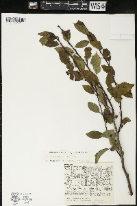 Ilex mucronata image