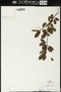 Ilex mucronata image