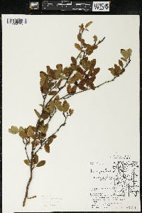 Ilex mucronata image