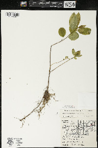 Ilex mucronata image