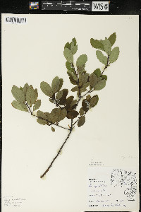 Ilex mucronata image
