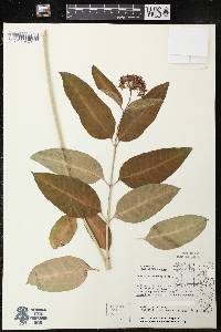 Asclepias purpurascens image