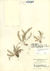 Asplenium trichomanes-ramosum image