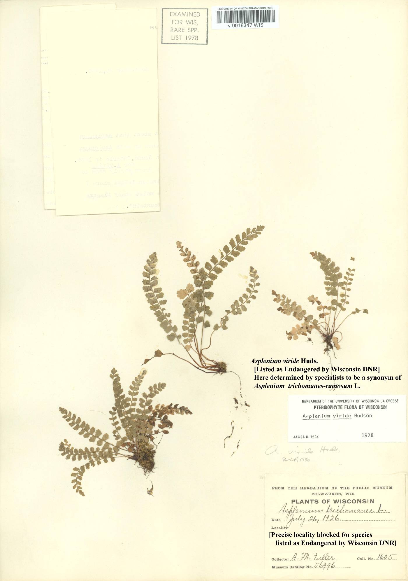 Asplenium viride image