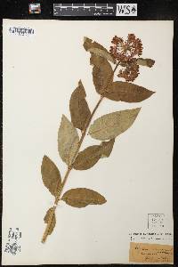 Asclepias purpurascens image
