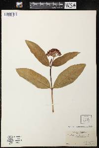 Asclepias purpurascens image