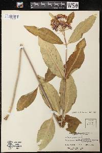 Asclepias purpurascens image