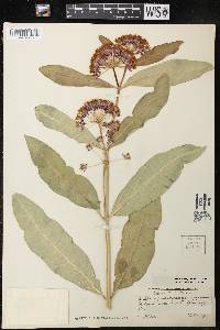 Asclepias purpurascens image