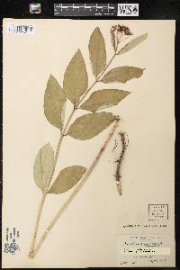 Asclepias purpurascens image