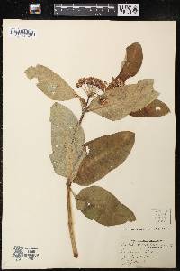 Asclepias purpurascens image