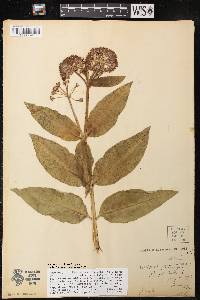 Asclepias purpurascens image