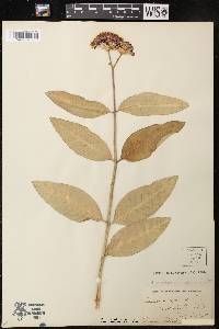 Asclepias purpurascens image